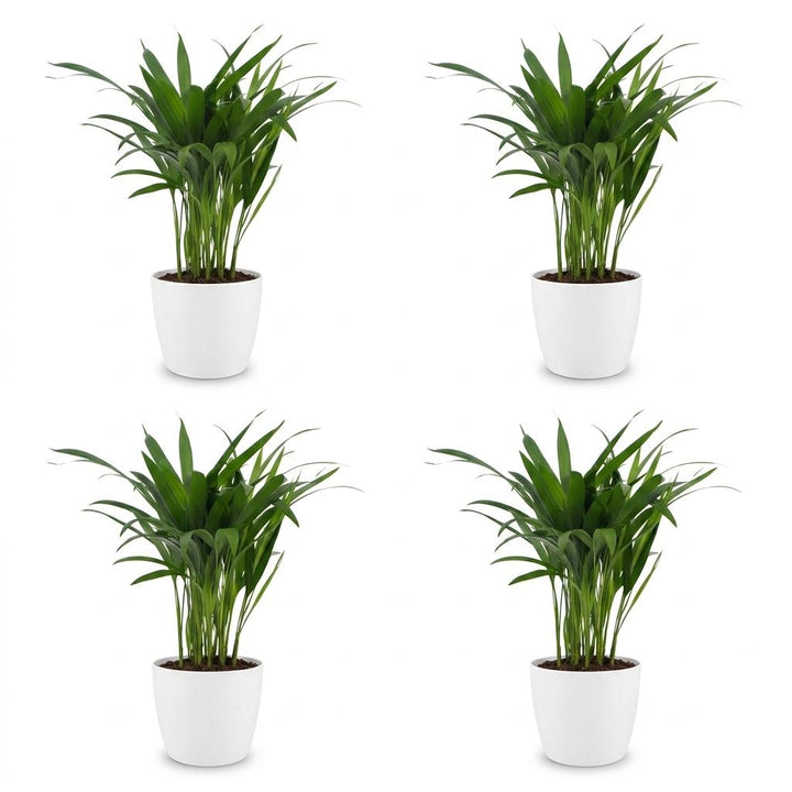 Areca Lutescens - Areca Palm - 4 Plants - with Potter Wit - Pot 12cm - Height - 45cm