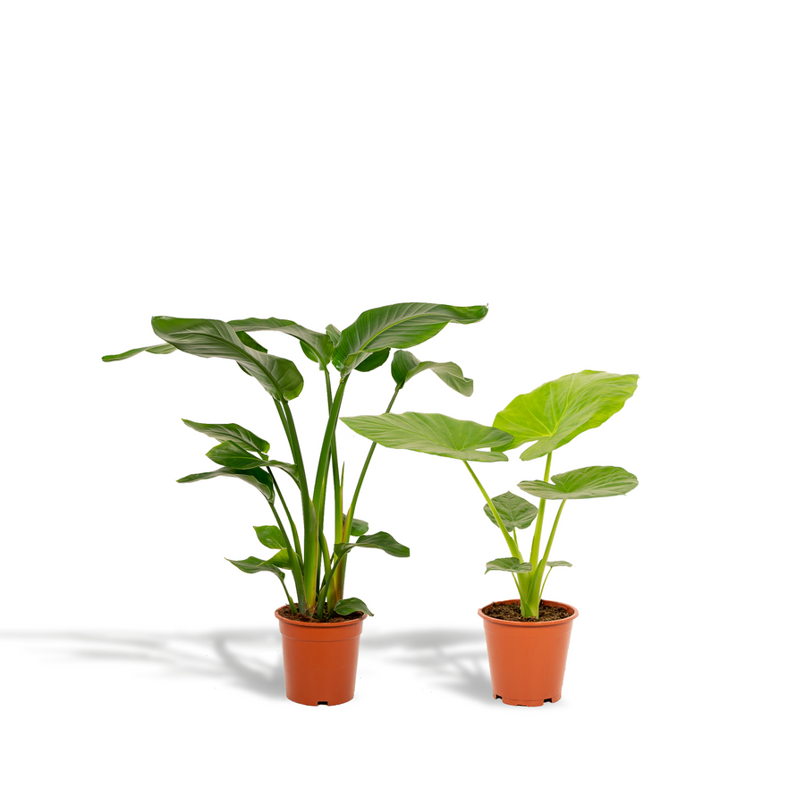 Lush green Strelitzia Nicolai plant with large, tropical leaves by Everspring, ideal for indoor spaces.