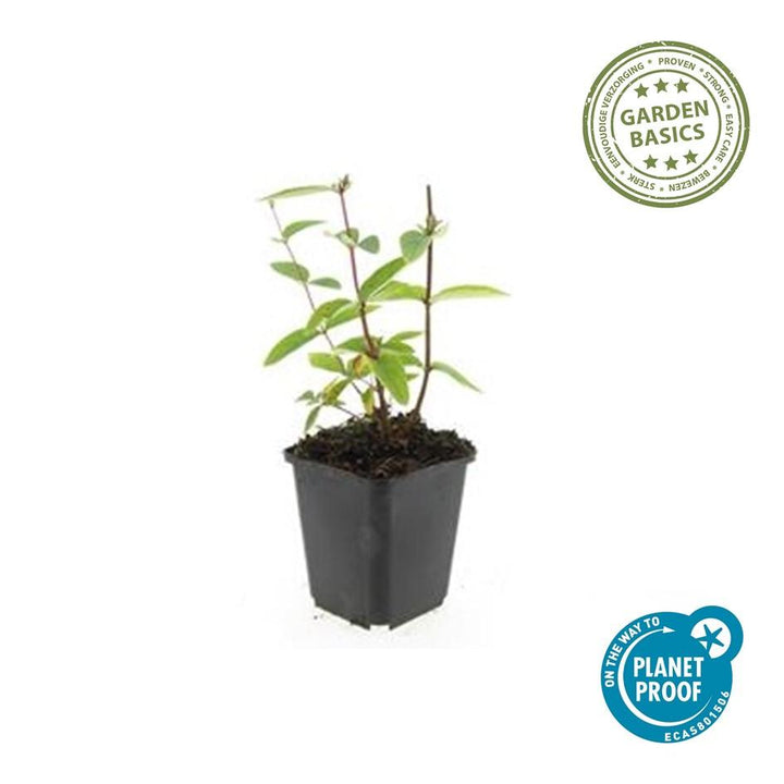 48x Hypericum inodorum Annebel - Compact Yellow Flowering Shrub 9cm