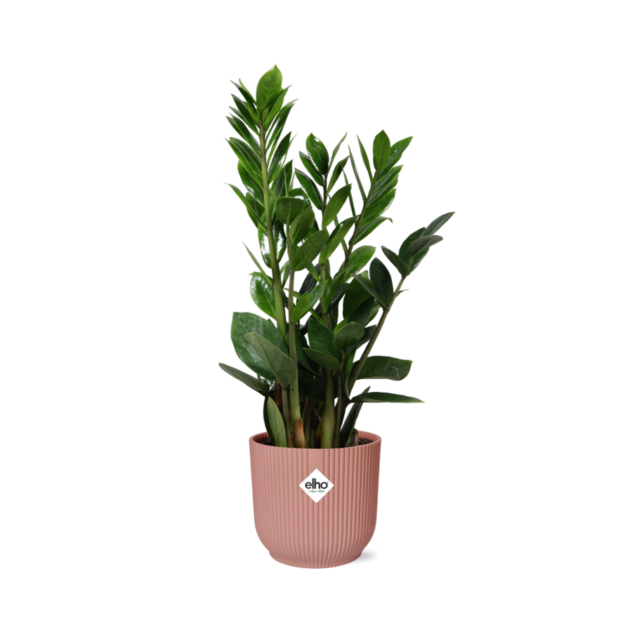 ZZ plant with upright glossy dark green stems in a pink ribbed ELHO Vibes pot
