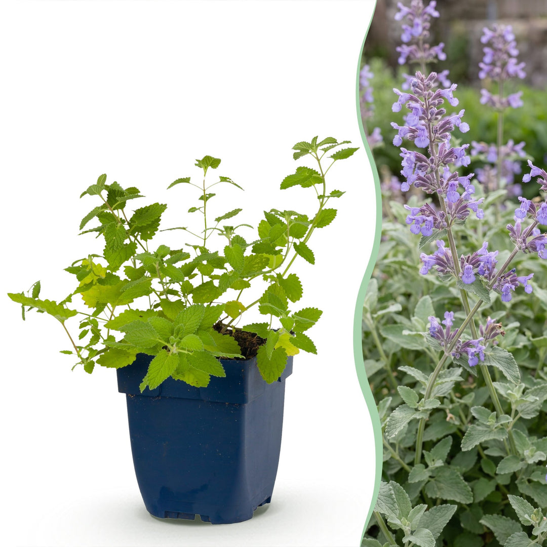 Pack of 24 Nepeta x faassenii catmint plants in 11cm pots