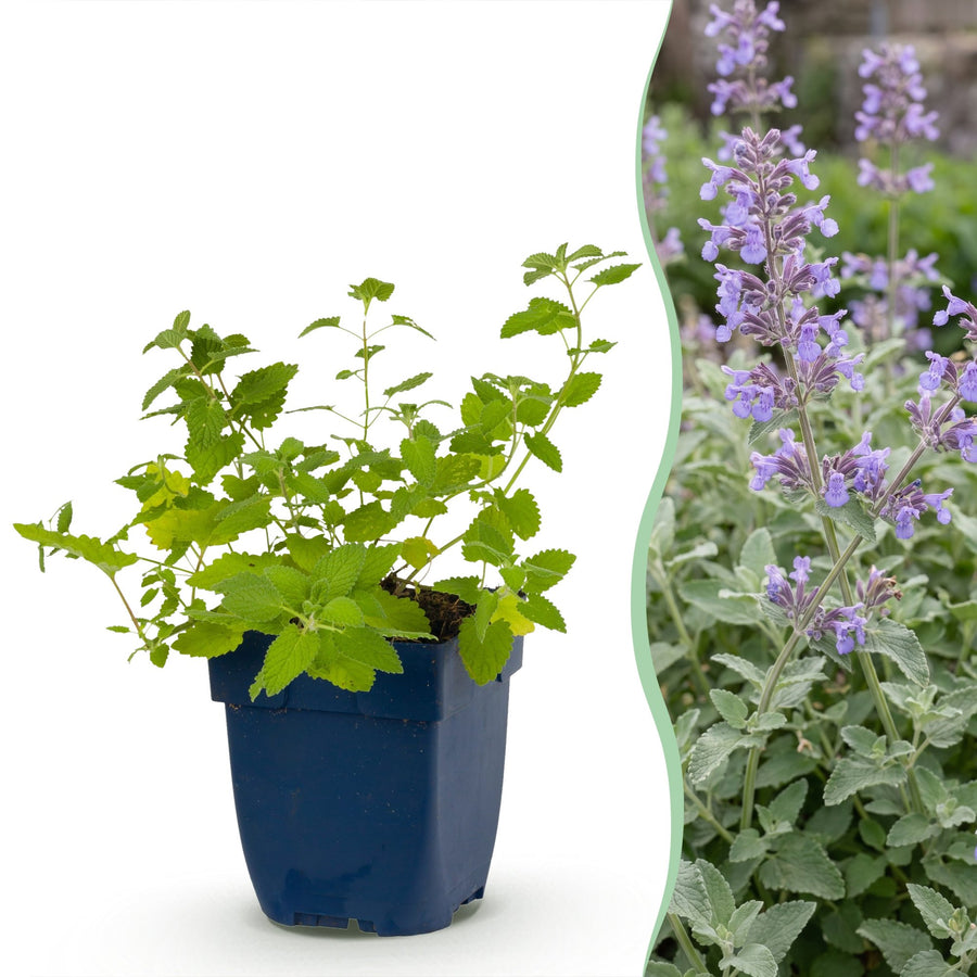 Pack of 24 Nepeta x faassenii catmint plants in 11cm pots