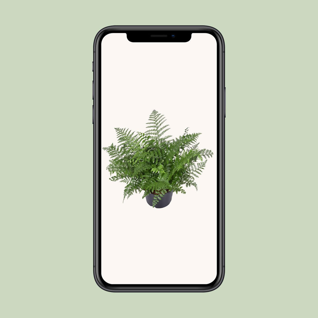 Asplenium Parvati Fern 55cm - Low Light Houseplant Ø23cm Pot