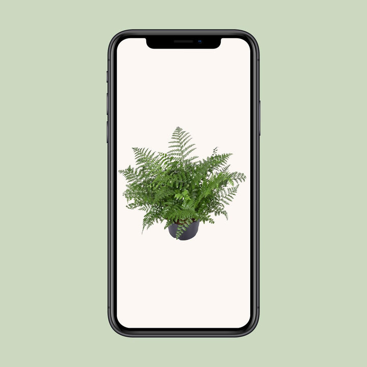 Asplenium Parvati Fern 55cm - Low Light Houseplant Ø23cm Pot