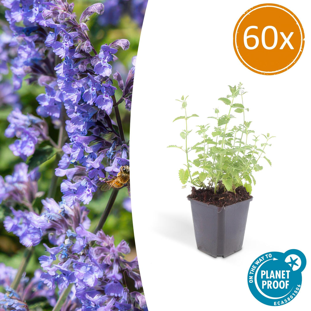 60x Nepeta 'Six Hills Giant' Catmint - Hardy Perennial - Ø9cm