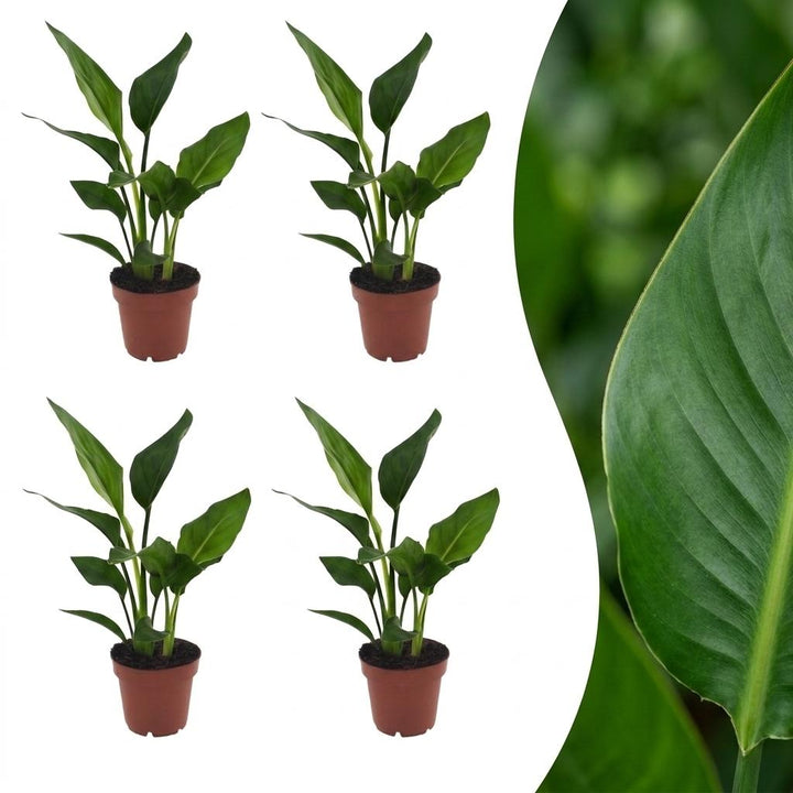 Strelitzia Reginea - Bird of Paradise - 4 Plants - Pot 12cm - Height - 35cm