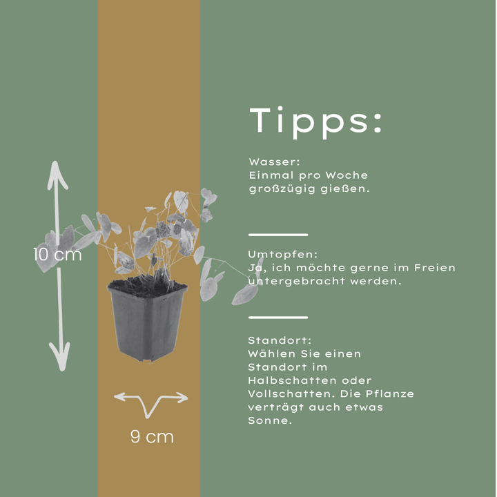 24x Epimedium y. 'Niveum' - ↕10-25cm - Ø9cm