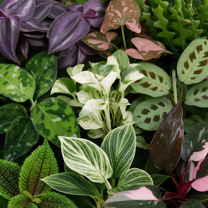 Baby Plants Surprise Box, 9 mixed tropical plants in 6cm pots, image 5