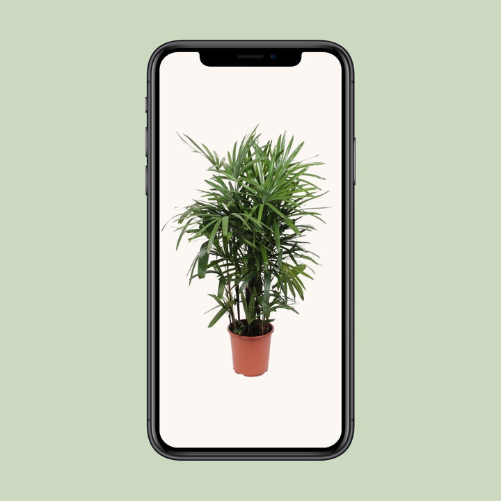 Rhapis Excelsa Lady Palm 120cm - Air Purifying Indoor Plant