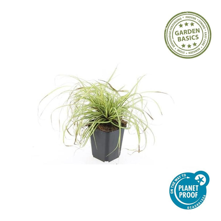 40x Carex Evergold Japanese Sedge - Variegated Gold - 9cm Pots