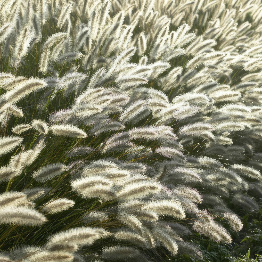 Pennisetum Alopecuroides Hameln Fountain Grass - Ornamental Grass