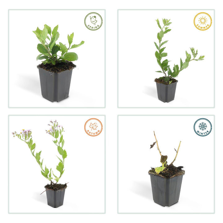 40x Aster ageratoides 'Asran' - Hardy Lavender-Blue Perennial - Ø9cm