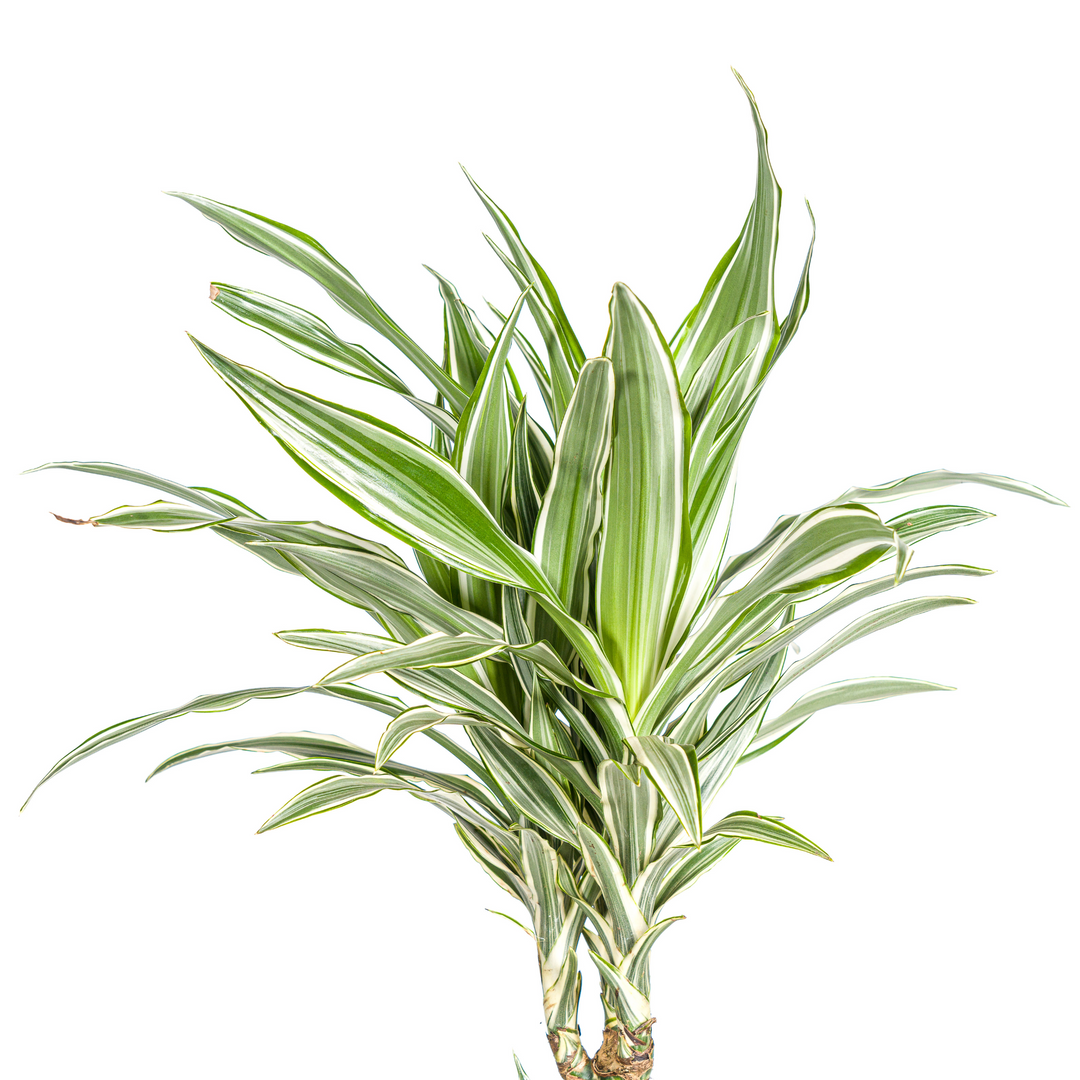 Dracaena Deremensis White Stripe with basket Ø24cm - ↕130 - 150cm
