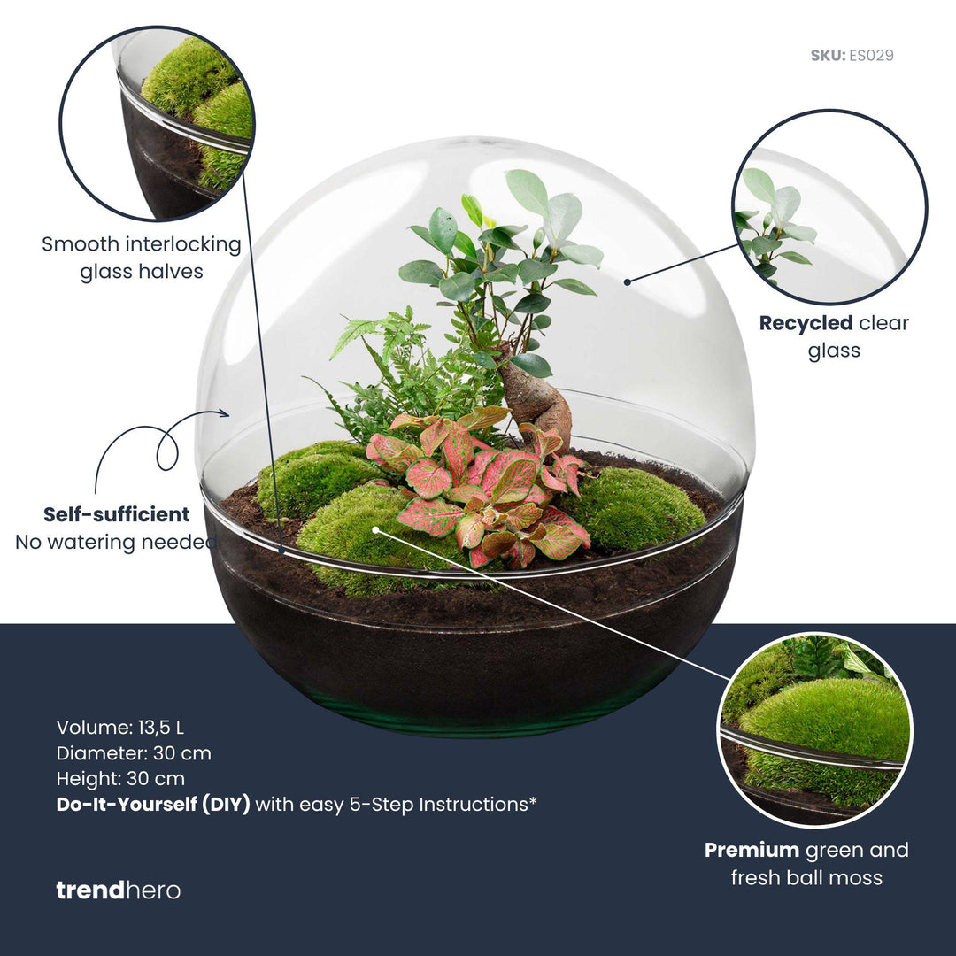 DIY terrarium - Dome XL - Ficus Ginseng Bonsai - ↕ 30 cm - Rake + Shovel + Tweezer