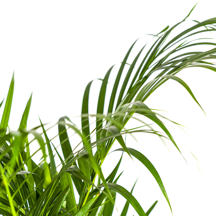 Areca Palm (Dypsis lutescens) - view 4