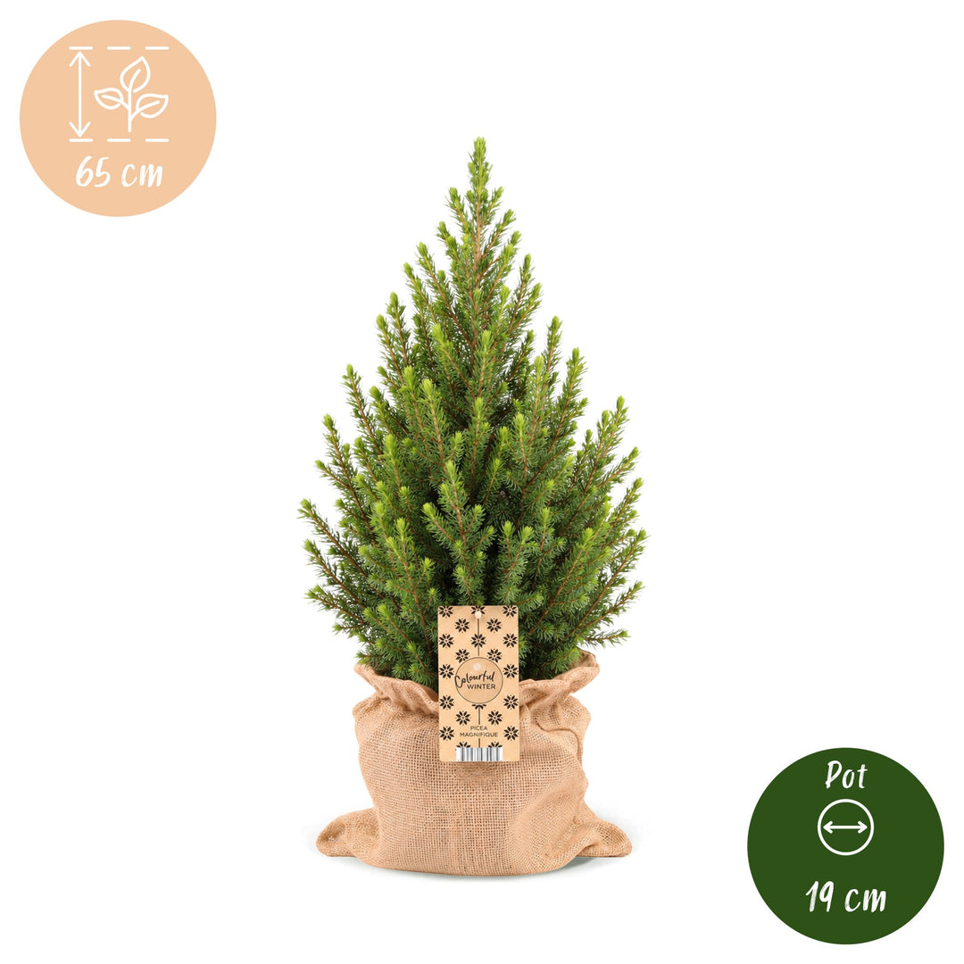 Pack of 2 potted dwarf spruce Christmas trees, 65cm in 19cm pots with a jute bag - view 5