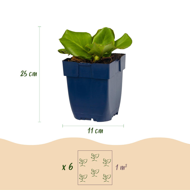 24x Bergenia cordifolia elephant's ears plants in 11cm pots - view 3