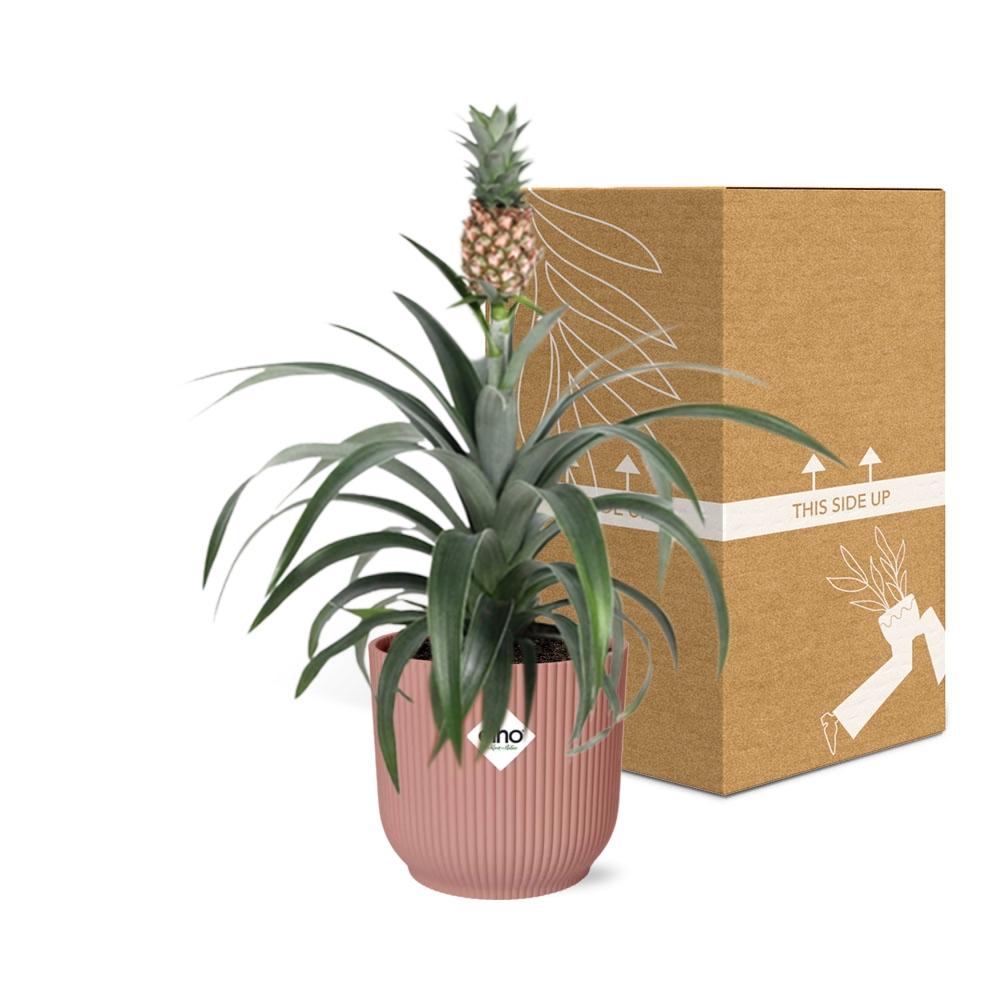 Ornamental Pineapple Mi Amigo (Ananas comosus 'Mi Amigo') in a pink ELHO Vibes pot, view 5