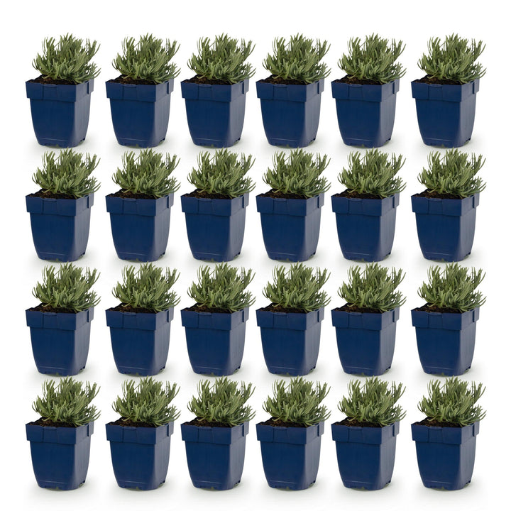 Pack of 24 Lavandula angustifolia 'Rosea' pink lavender plants in 11cm pots - view 2