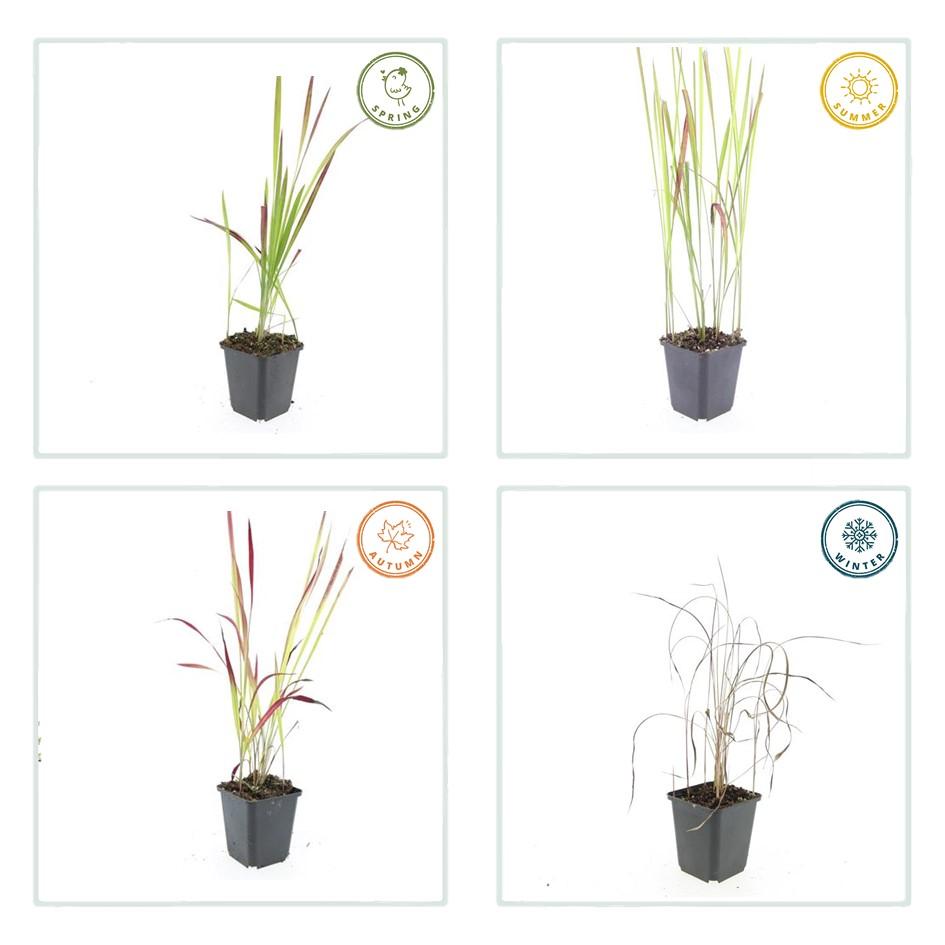 Imperata Cylindrica Red Baron - Japanese Blood Grass Plants