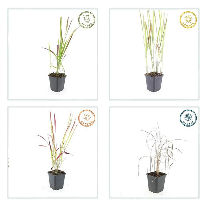 Imperata Cylindrica Red Baron - Japanese Blood Grass Plants
