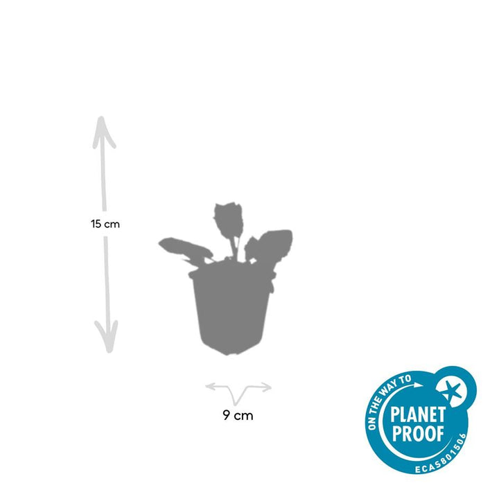 48x Salvia Nemorosa 'Mainacht' - ↕10-25cm - Ø9cm