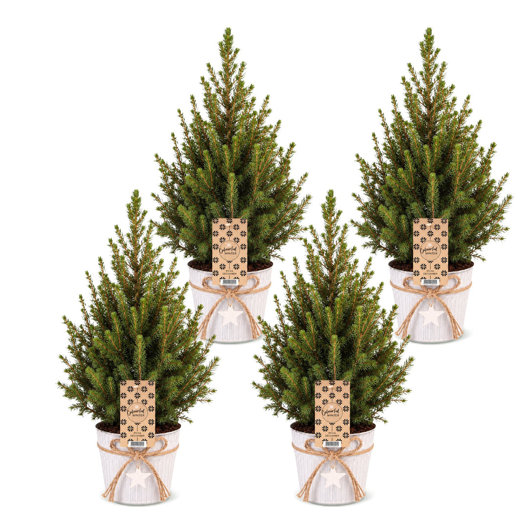 Pack of 4 potted dwarf spruce Christmas trees, 65cm in 17cm pots with a zinc pot - view 2