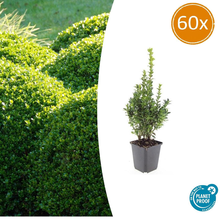 60 Buxus Sempervirens boxwood plants, 10-25cm tall, lush green evergreen shrubs for landscaping by Everspring