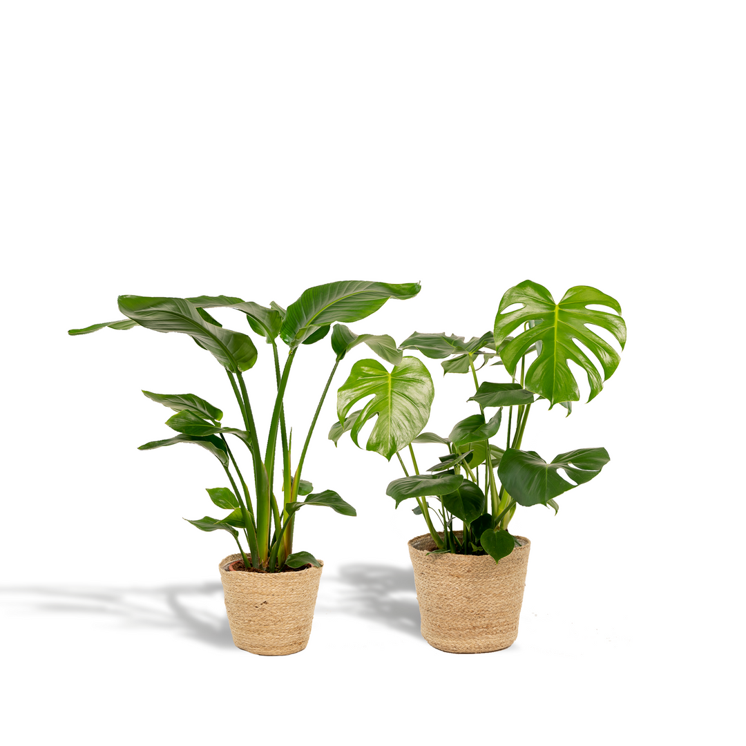 Tropical Plant Set - Monstera & Bird of Paradise with Basket