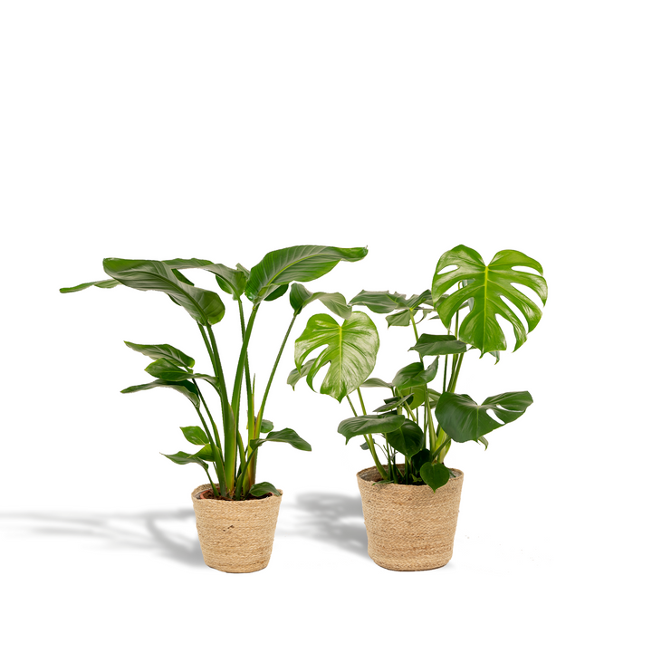 Tropical Plant Set - Monstera & Bird of Paradise with Basket