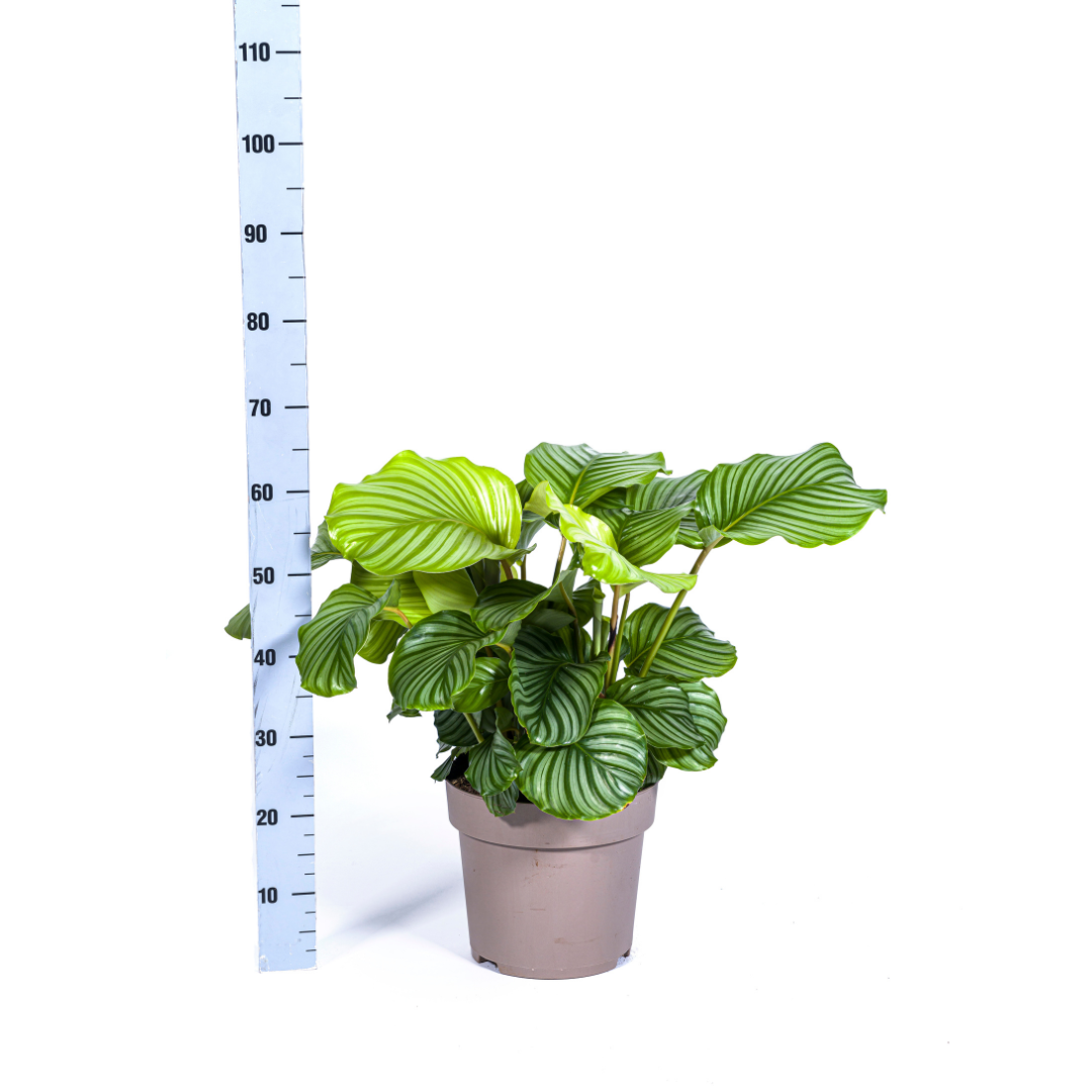 Calathea orbifolia - view 5