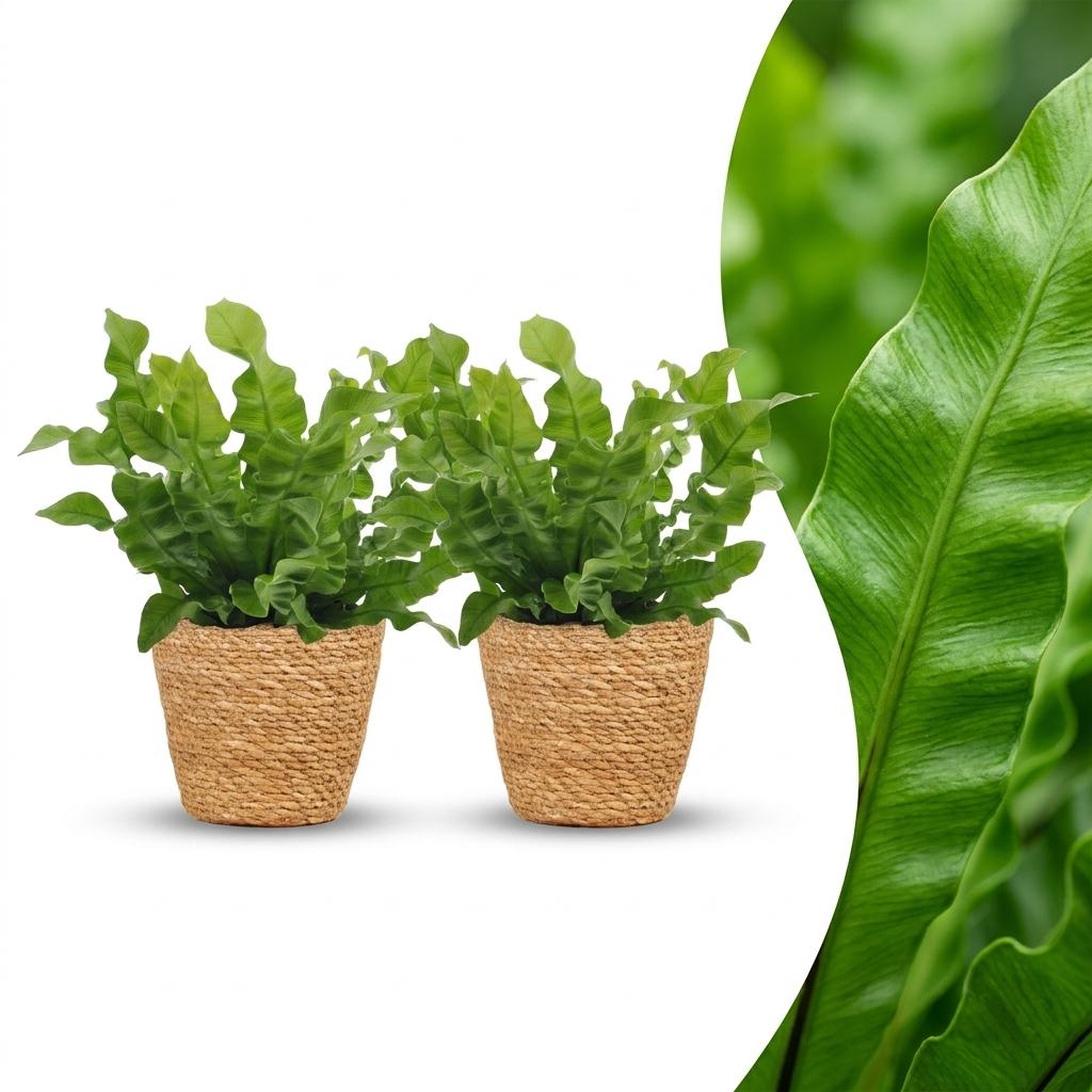 Asplenium Crispy Wave - Crispy Wave Fern - 2 Plants - with Basket - Pot 12cm - Height - 30cm