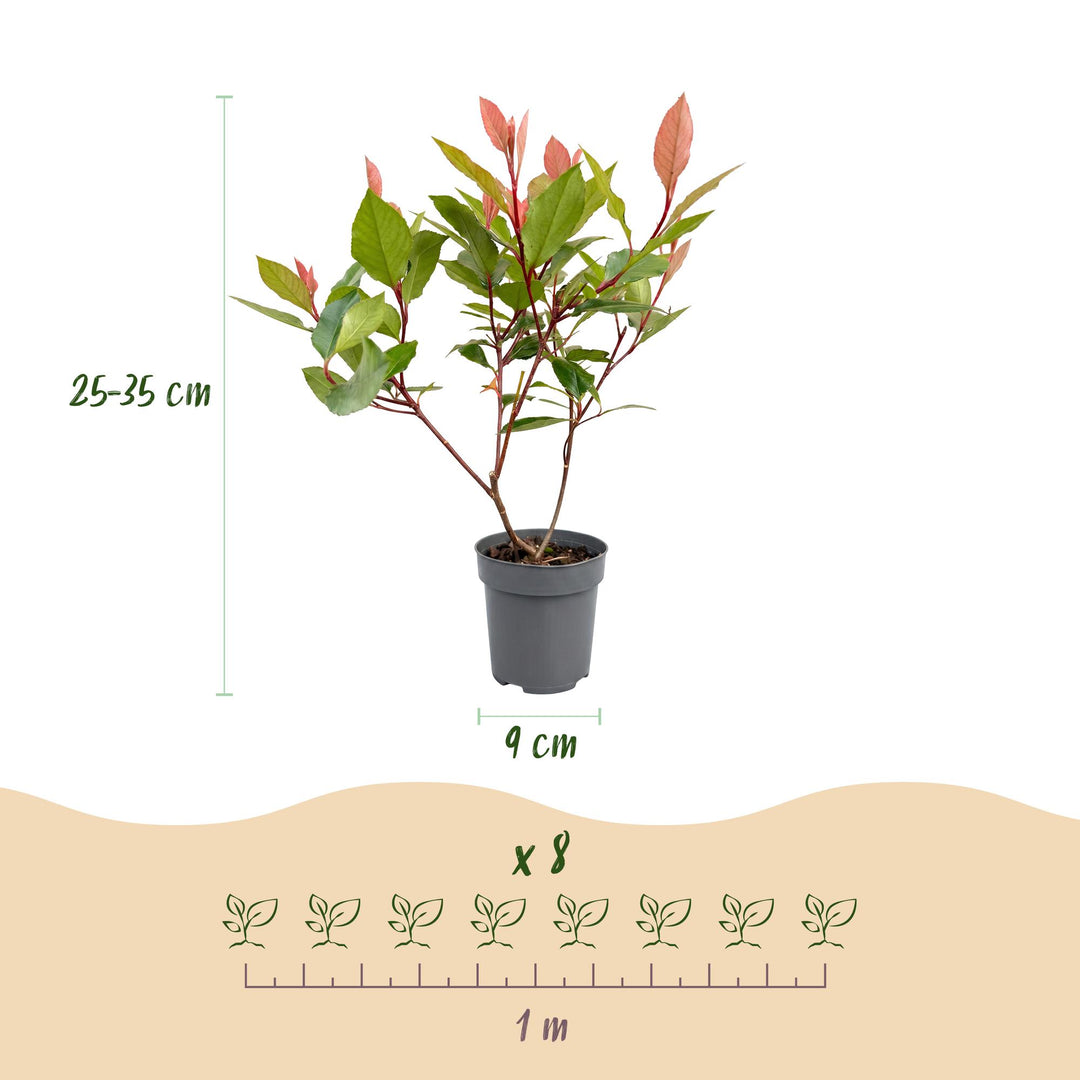 24 Photinia fraseri Little Red Robin plants in 9cm pots - view 4