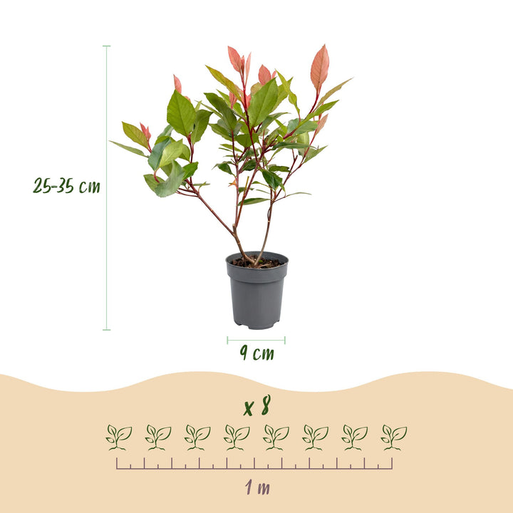 24 Photinia fraseri Little Red Robin plants in 9cm pots - view 4