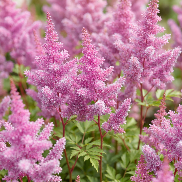 24 Astilbe chinensis var. pumila plants in 11cm pots, 15-25cm tall - view 5