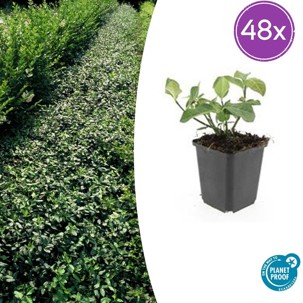 Euonymus fortunei 'Dart's Blanket' young plant with small oval green leaves in black plastic pot, 48-pack quantity label…