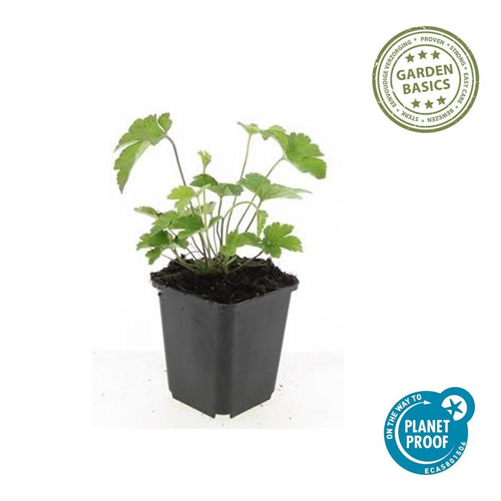 24x Anemoon 'Robustissima' Paars-Blauw Vastplant - 10-25cm Ø9cm