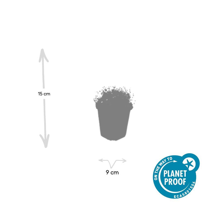 60x Sagina Subulata Irish Moss - Dense Evergreen Ground Cover 9cm Pots