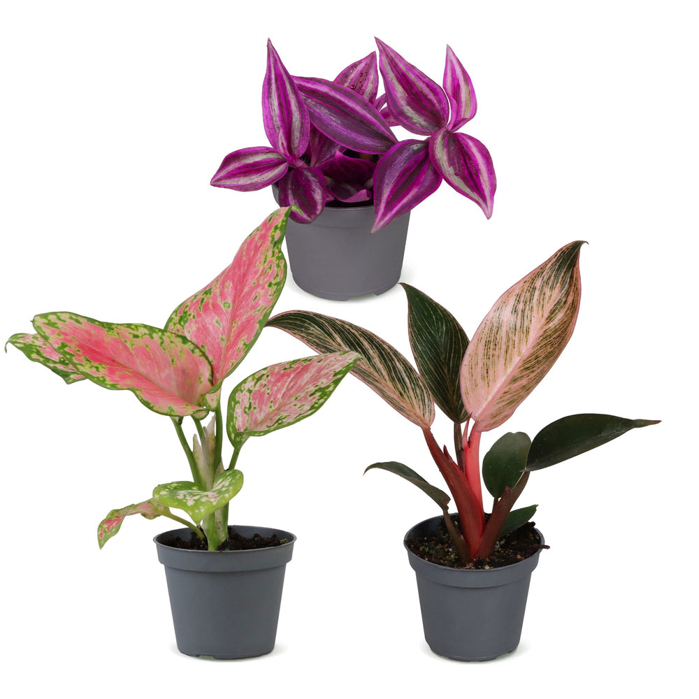 Baby Paradise Mix houseplants, pack of 3 (Tradescantia, Philodendron, Aglaonema), image 2