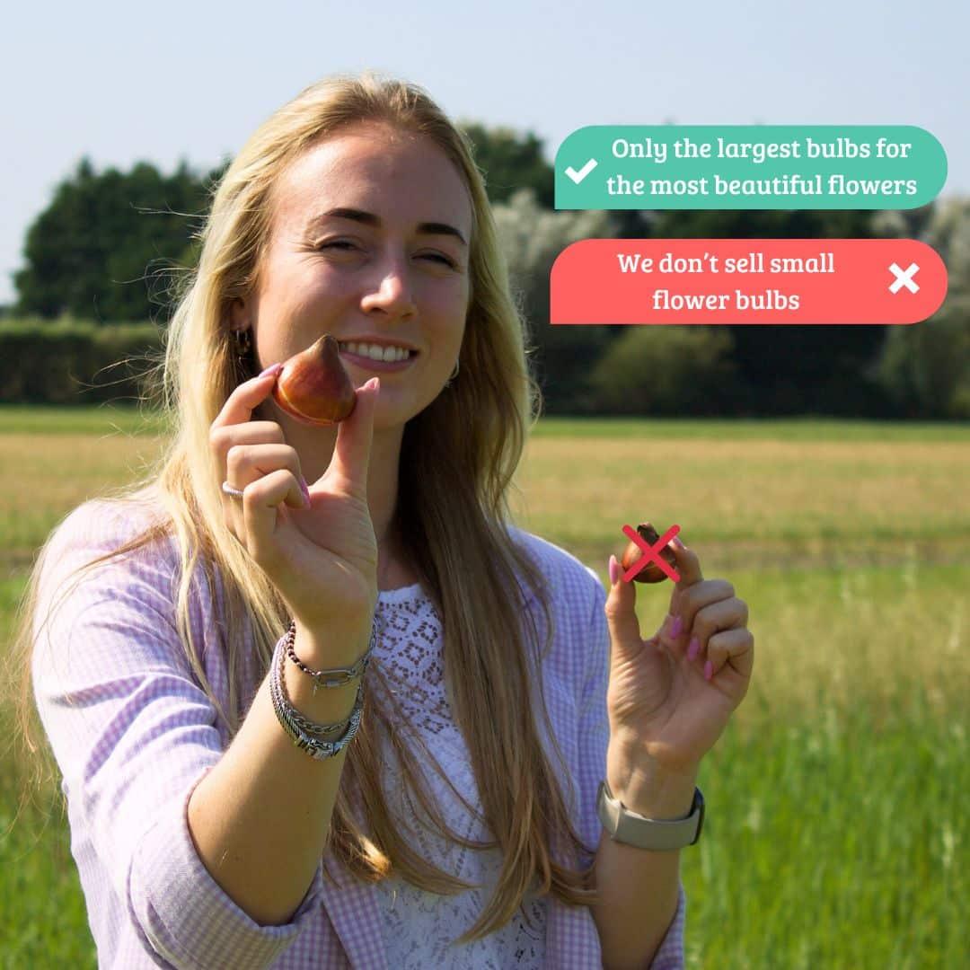 Super Holland Mix - 100 Bulb Sustainable Value Pack