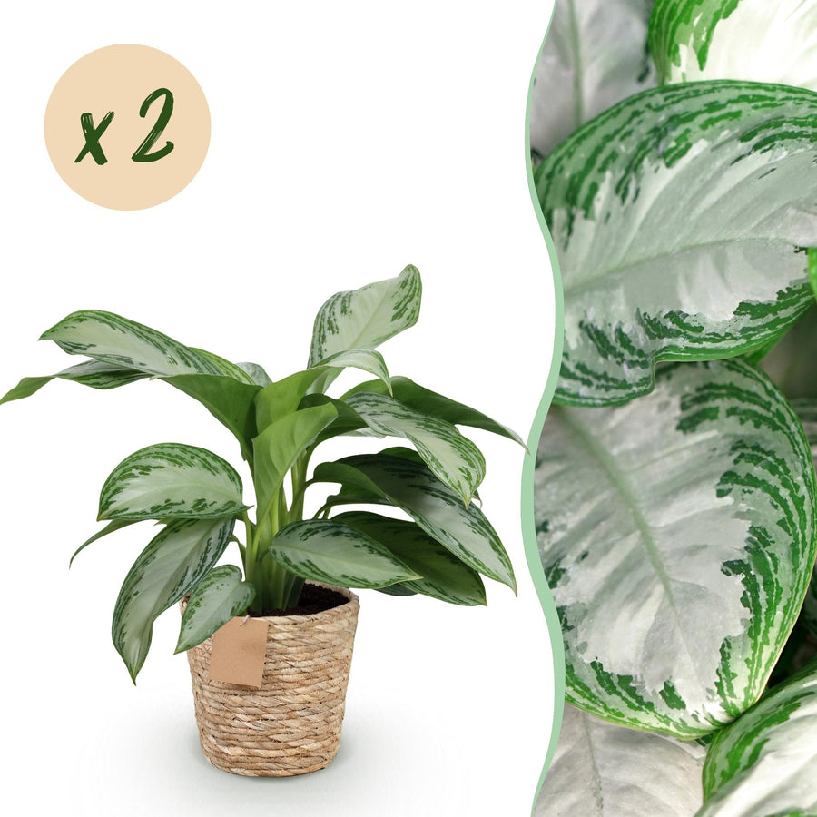 Aglaonema Silver Bay with silver and green leaves in a woven seagrass basket