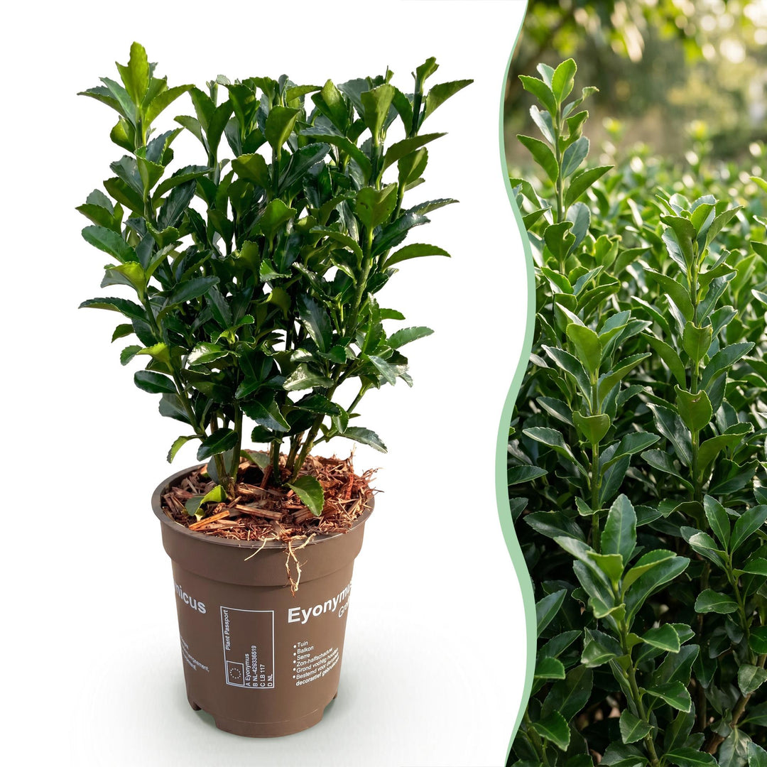 40 Euonymus japonicus 'Green Spire' hedging plants in 9cm pots, 20-25cm tall - view 3