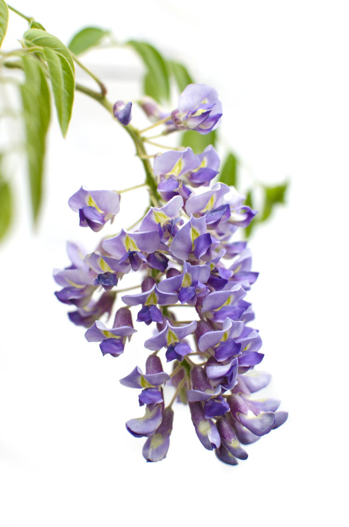 Wisteria sinensis Prolific Blue Rain Climbing Plant 65cm - Set of 2