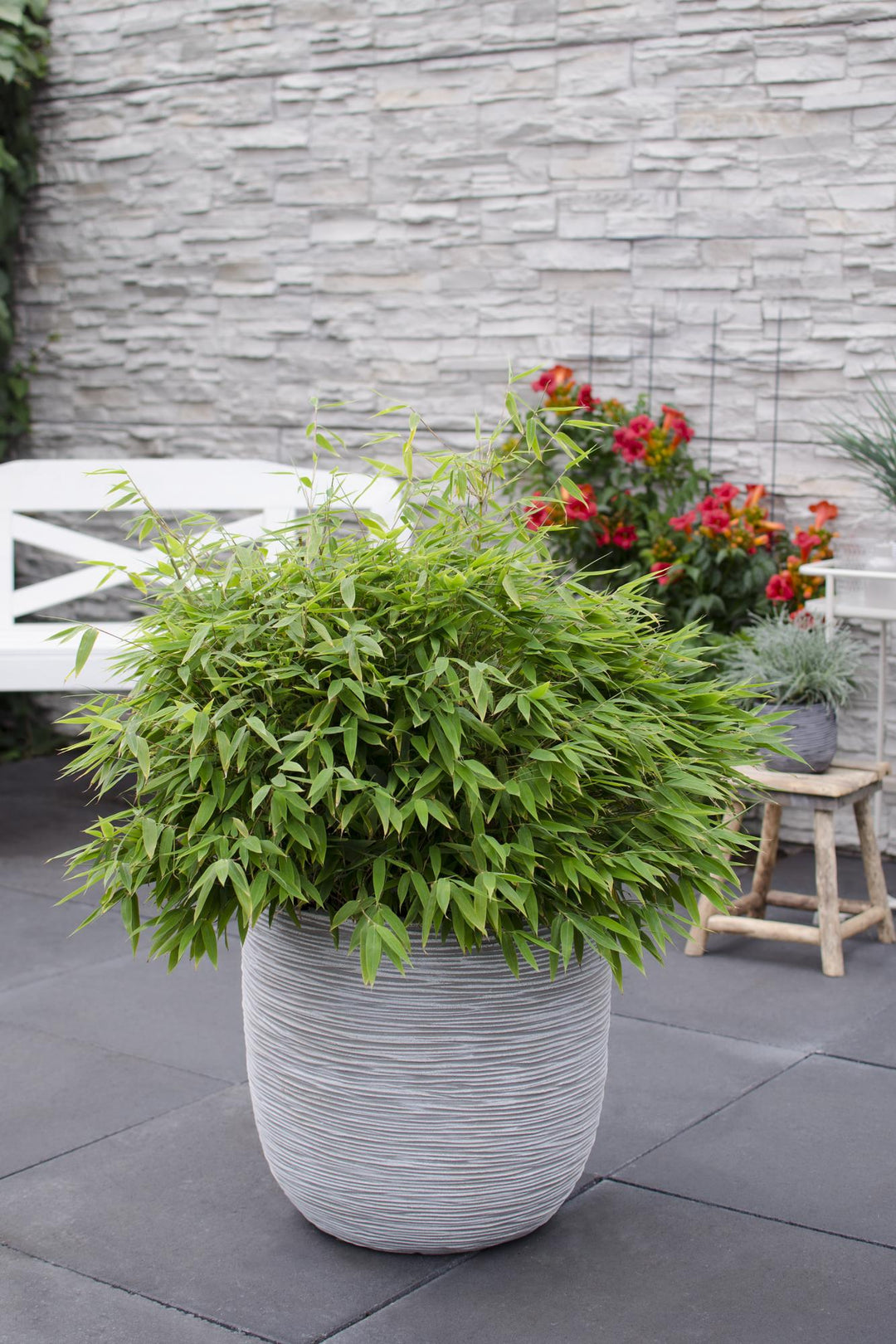Fargesia Moontears Bamboo - Boxwood Alternative Hedge Plant