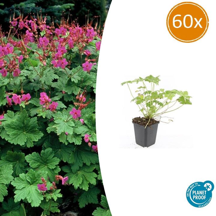 Geranium Macrorrhizum Czakor - Pink Shade Groundcover Plants
