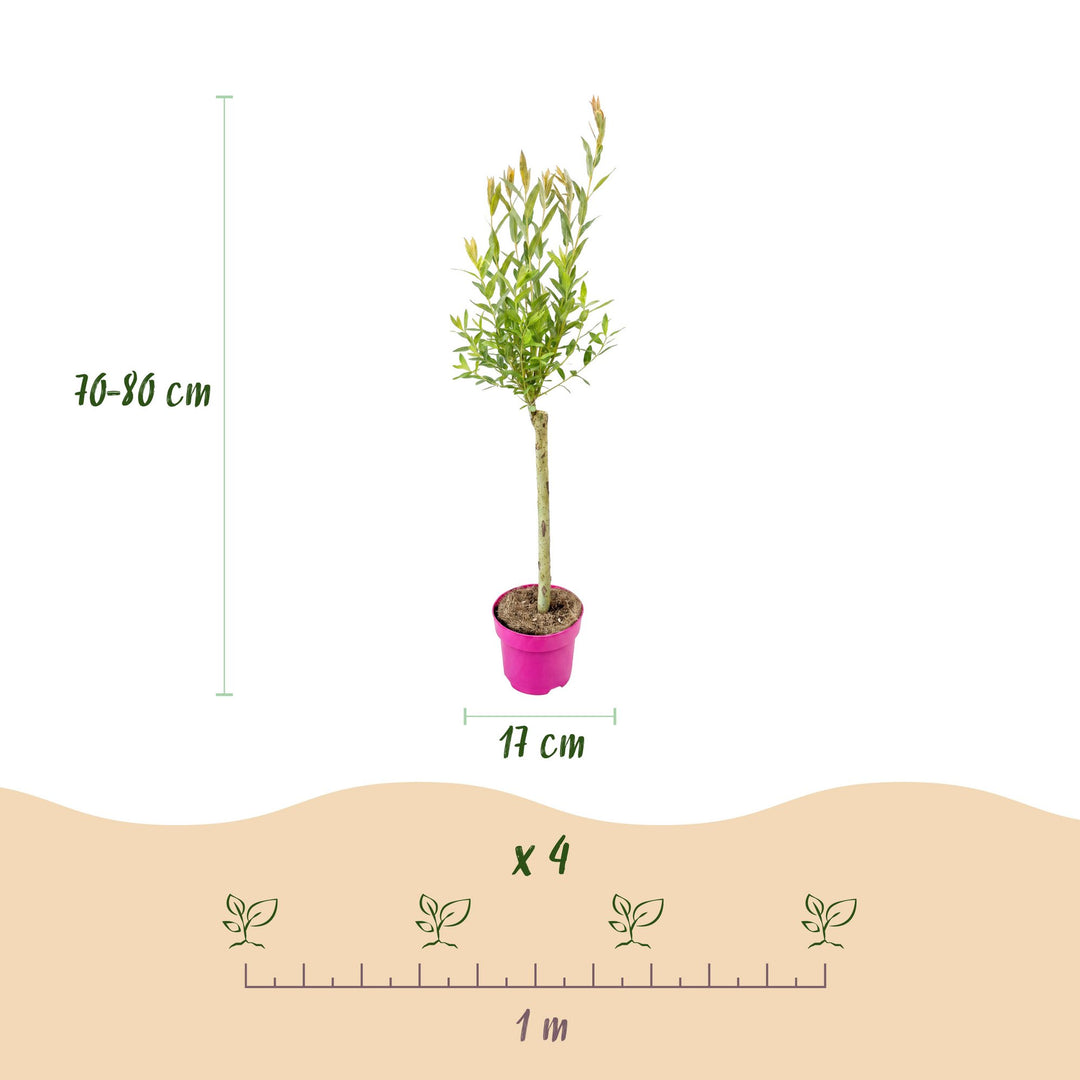 4x Salix integra 'Flamingo' Flamingo Willow in 17cm pots, 70-80cm - view 3