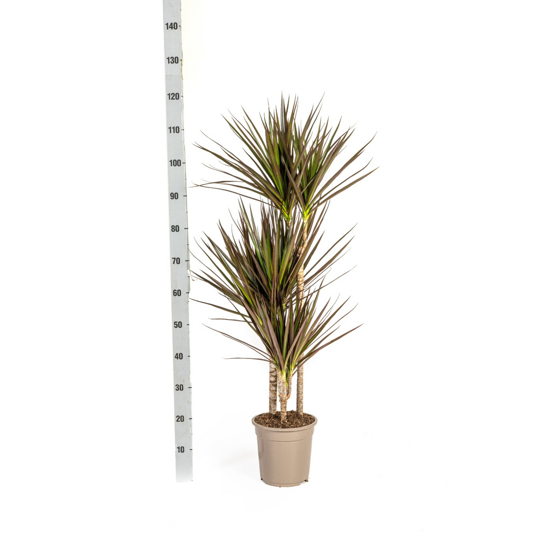Dracaena Marginata Magenta 110-130cm — Madagascar Dragon Tree in 21cm pot, with basket
