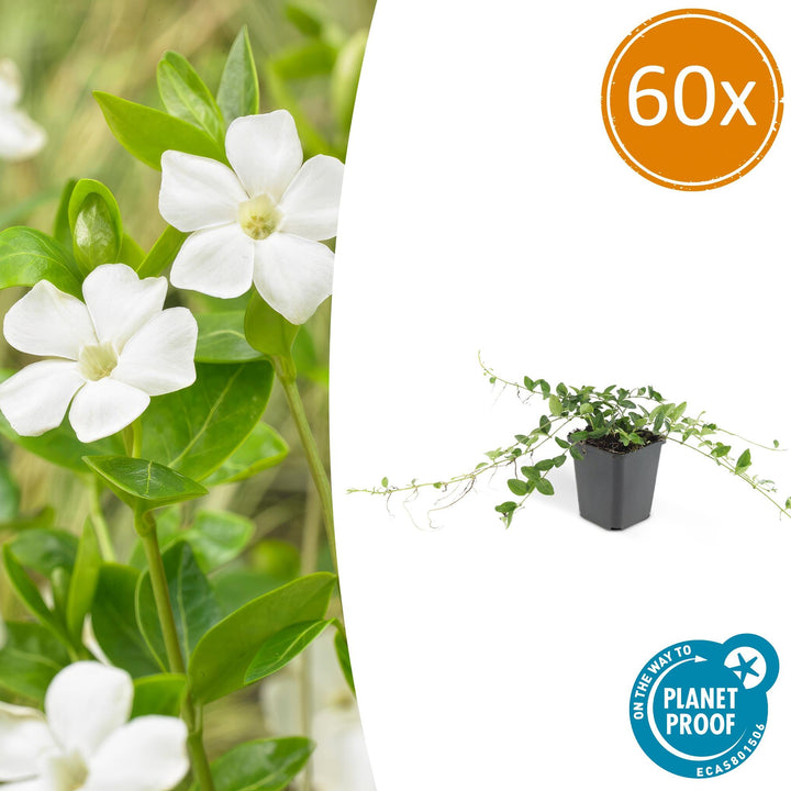 60x Vinca minor 'Alba' White Ground Cover - 10-25cm - Ø9cm