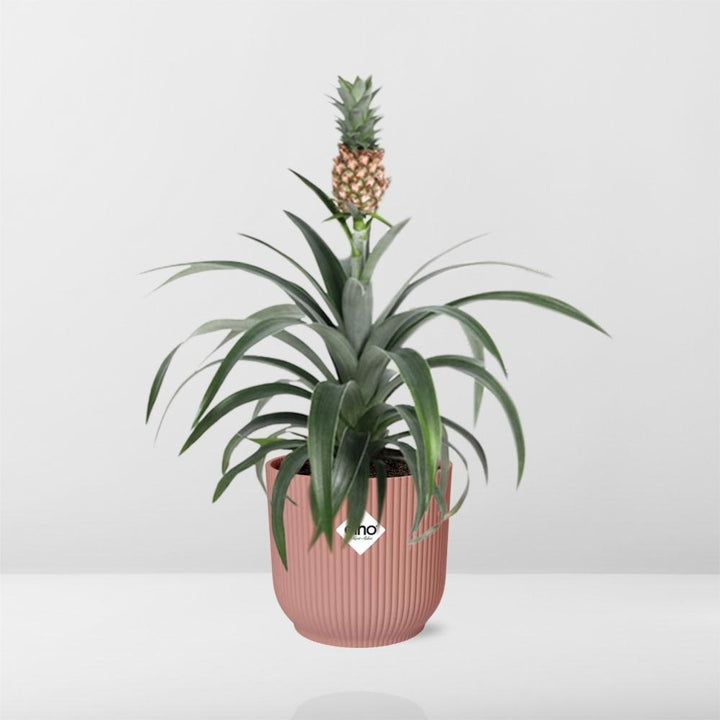 Ornamental Pineapple Mi Amigo (Ananas comosus 'Mi Amigo') in a pink ELHO Vibes pot, view 6