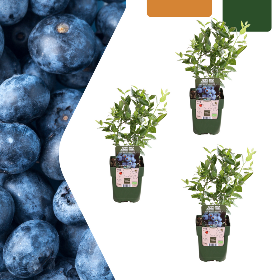 3 organic blueberry plants in 13 cm pots, 20 cm tall, by Everspring, featuring lush green leaves.